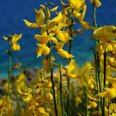 公寓 Rosanna - Intermezzo In Center Of